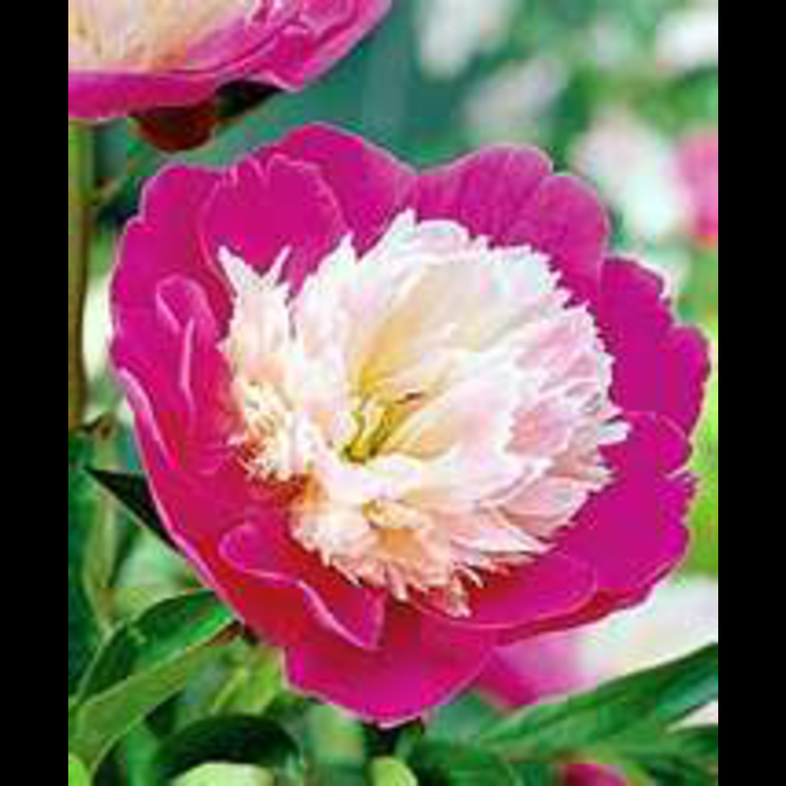 Santa Fe Peony 3-5 eye